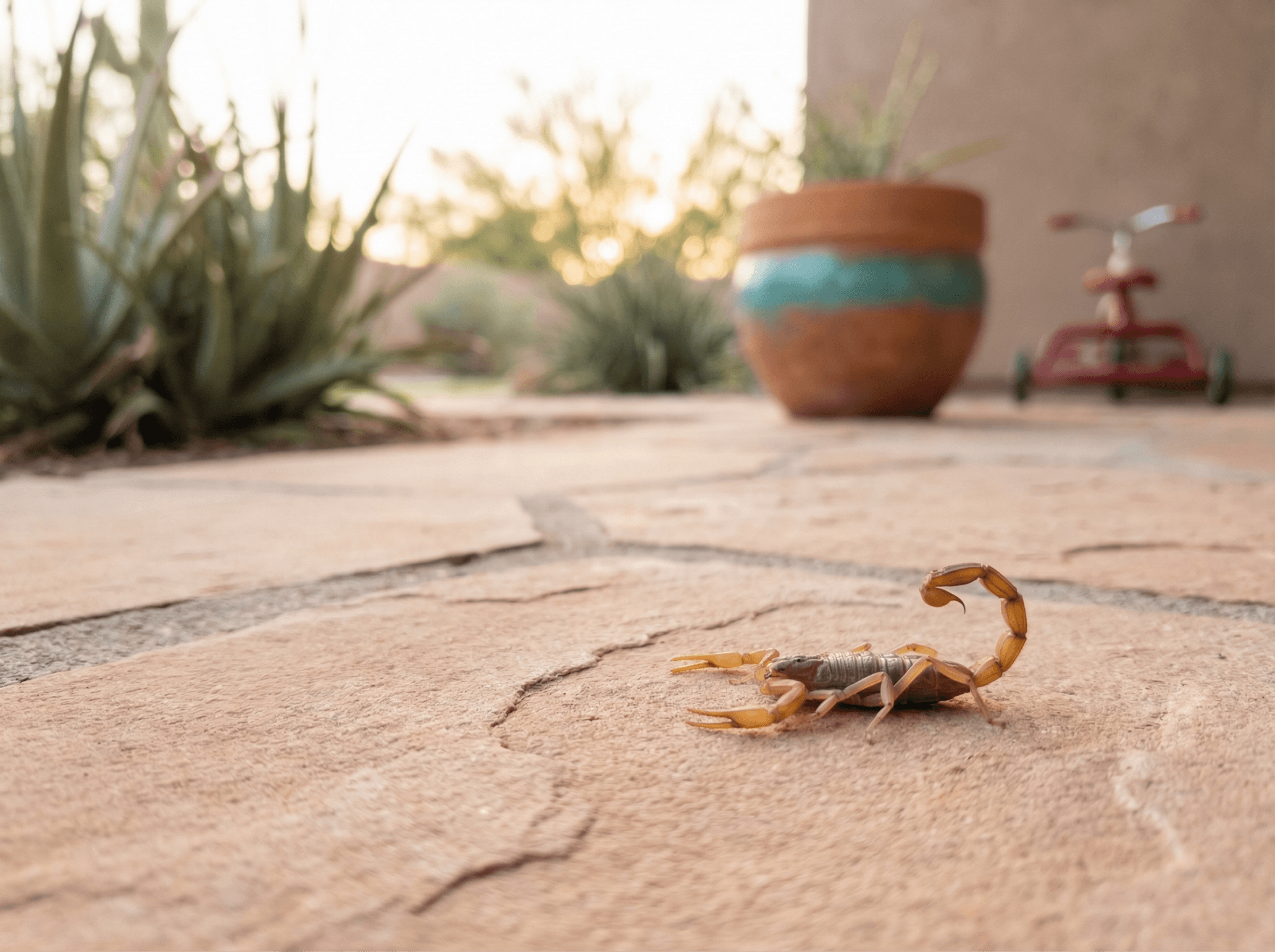 Pest, Termite, and Weed Control